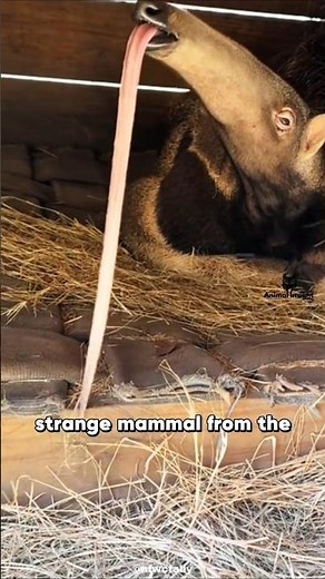 HOW An Anteater’s Tongue WORKS | Insect Vacuum #animalfacts