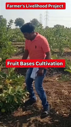 65K views · 3.3K reactions | Fruit-based cultivation, also known as...