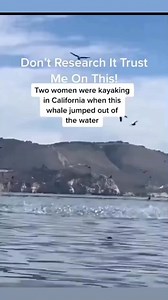 Can’t nobody pull this off but a white woman! #whale #humpbackwhale #whitewoman #comedyvideos #reels #ocean #kayaking #california #viral | Bestfetchdog Jay Lett