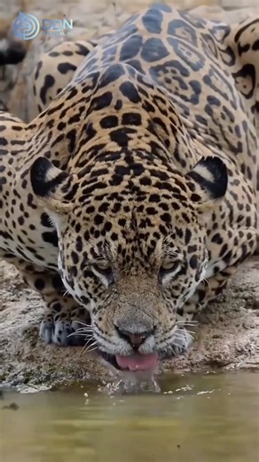 Leopard: The Shadow Hunter of the Wild