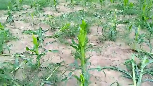 15K views · 372 reactions | ELEPHANTS DESTROY MAIZE FIELDS IN LUNDAZI...