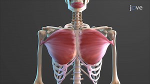 Video: Fascicle Arrangement in Skeletal Muscles