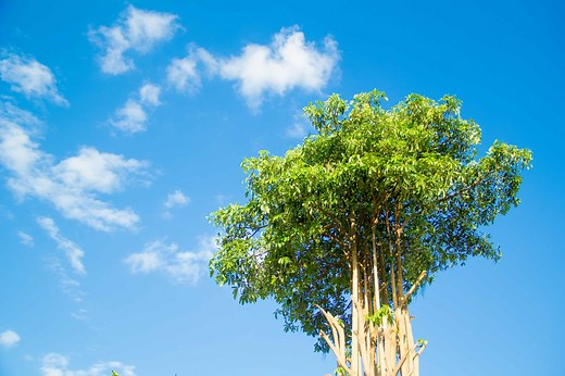 15 Incredible Trees Native to Vietnam