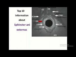 Anatomy Unveiled: Top 10 Insights into the Anal Sphincter