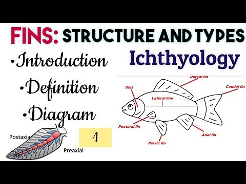 1)Fins-Structure and Types|Origin and Evolution of Paired Fins|Intro|Definition|Diagram #Ichthyology