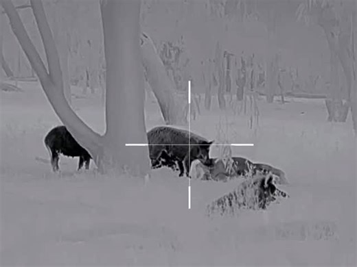 NQ Feral Control on Instagram: "🔥 Carcass chaos! 🐗 Caught these pigs having an all-you-can-eat buffet on a dead cow… bush fine dining at its finest 😂 If you’re into real paddock action and feral control footage, you’re in the right place 👊 👉 Follow 👉 Share Quick one — what do you want more of? 👇 Thermal action? 👇 program recaps? 👇 Gear setups & reveiws? Drop it in the comments! 🎥🔥🐗 #Professionalshooter #hunting #thermal"