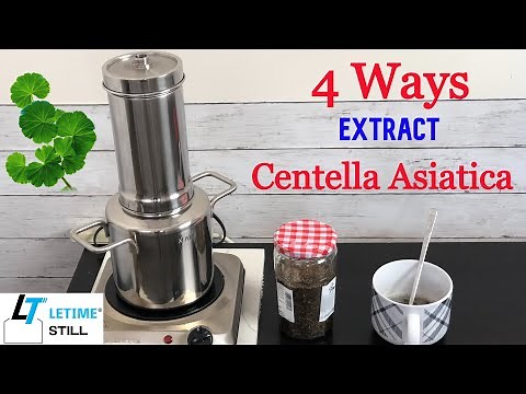 Best 4 Ways Extract Centella Asiatica at Home Tea Steam Distillation Tincture How to Use Them