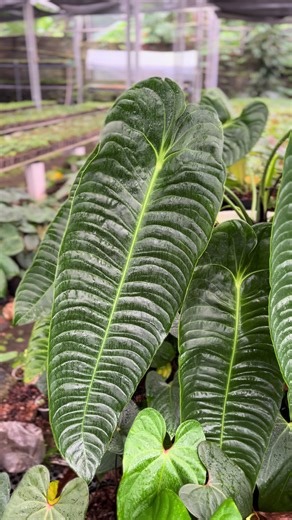 ANTHURIUM VEITCHII👑 There is a reason why he is nicknamed King Anthurium. 👑 The wavy leaf texture (corrugated) is really unbeatable. The more mature, the longer and more dashing the leaves are. Definition of