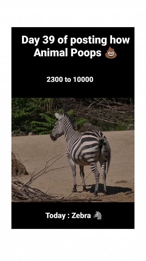 awkward__shit | Day 39 zebra 🦓. Follow for more 💩 (educational purpose) | Instagram