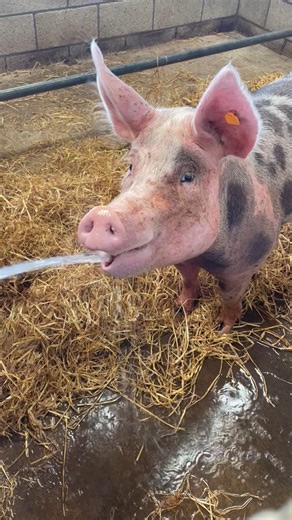 7.9K views · 90 reactions | Janice is a great help when we try to do jobs on the farm!  She lets us know when the water pressure is just right  | Rand Farm Park | Facebook