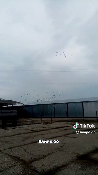 sampo.qq (@sampo.qq)’s videos with оригинальный звук - sampo.qq