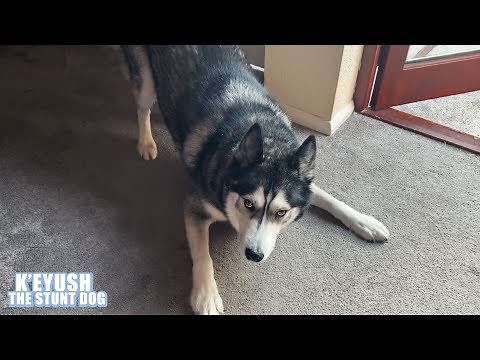 Arguing With My Husky About Wearing A Harness! He HATES Them!