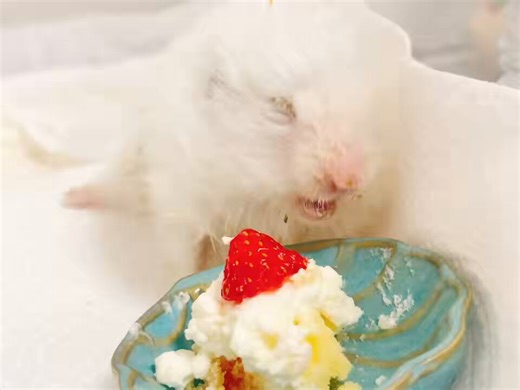 うちのハムスターも、旅立つ直前は千疋屋の一個3000円の高級イチゴ食ってた