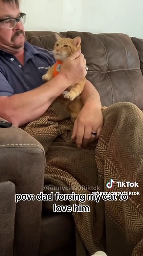 Part 27 | Orange cat behavior! Funny cat videos #funnycats #funnyanimals #funnypets