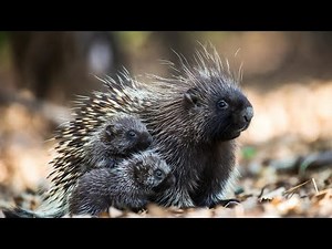 Porcupines Up Close in 4K HDR 60FPS