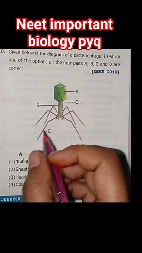 Bacteriophage Structure Explaine neet Biology important pyq with concept