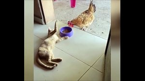 BEST 2020 FUNNIEST ANIMALS  Funny Animal Videos Compilation  Try Not To Laugh #32