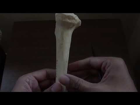 TIBIA - GENERAL FEATURES AND ATTACHMENTS