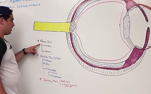 Special Senses Anatomy of the Eye
