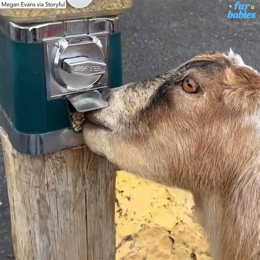 This bright billy goat has learned how to use the food dispenser at Yellowstone Bear World in Idaho! https://gma.abc/3VGR2sx | Good Morning America