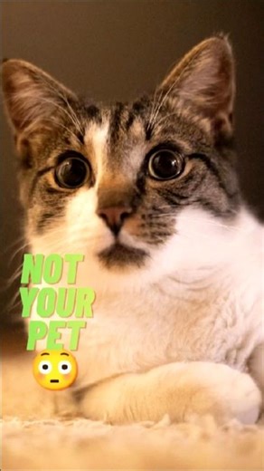 How Does Your Cat Actually See You ?