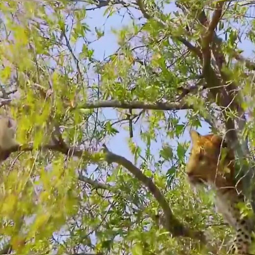 Wild Animals Encounter: Leopard vs Monkey | Kalakota Snake Hunt