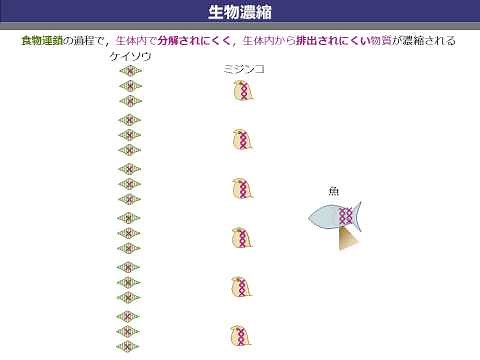 生物濃縮（ゆうきのバイオロジー）