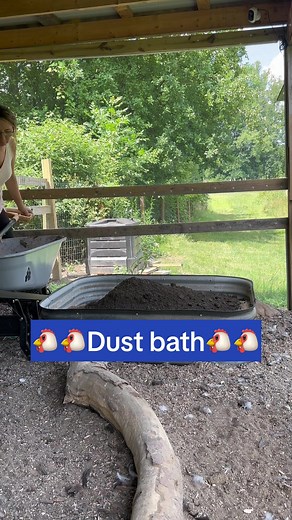 Do chickens NEED dust baths?! 👇👇👇 Yes they do!! Not necessarily a custom one you set up but they do need a space to fluff about in the dry dirt during all seasons. It keeps their feathers clean, cools them down, and keeps pests away! Garden bed from @epicgardening my code for them is purelychickens! White powder is @first_saturday_lime … different than barn lime and DE…safer than both and works better at repelling bugs. Code for them is purelychickens as well! #dustbath #dustbathing #chickend