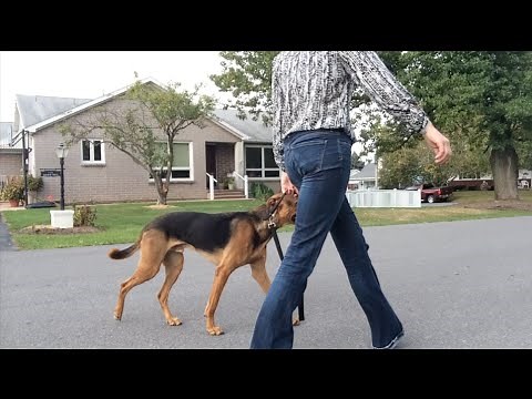 How To Train Your Dog to Walk Politely on a Leash: The Incredible K9