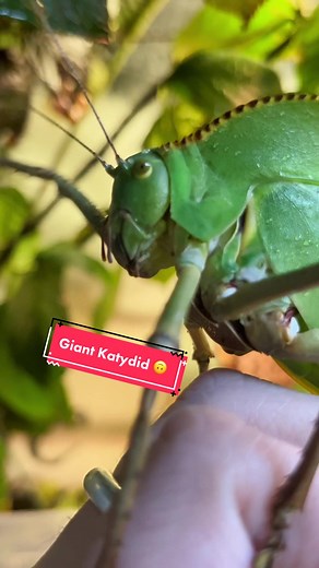 Giant Katydid Siliquofera Grandis | Fascinating Leaf Insect