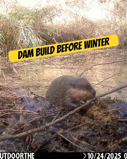 Up Close Beaver Building a Dam in Minnesota!