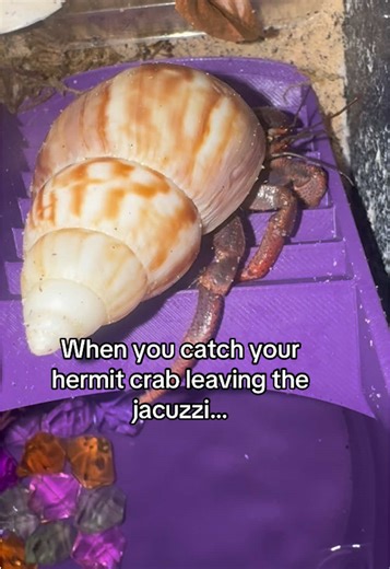 Caring for Your Hermit Crab: Pool Needs and Tips