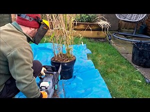 Dividing Bamboo: Tips for Successful Splitting and planting (clump bamboo)