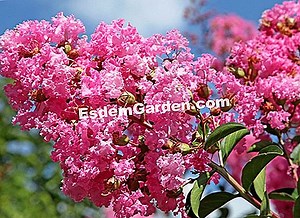 Rose D'India, Tagetes Erecta: Pflanze, Kultiviere, Vermehre 🌿 Alles Über Gartenarbeit Und Gartengestaltung - 2025