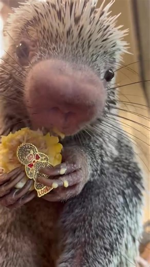 The Rico exclusive pin can only be obtained by trading a zoo employee, volunteer, or Rico himself for it! There will be new exclusive pins released each month. Check out all the other pins here - https://shopcincinnatizoo.com/collections/pins | Cincinnati Zoo & Botanical Garden