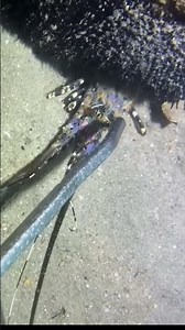 Sea animals - Hunting sea animals is fun !