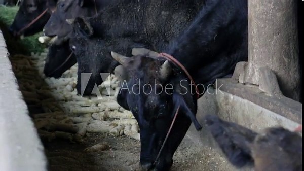 Cows wagyu eating corn food and food at Farm, Cow wagyu japanes mix thai.