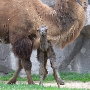 153K views · 591 shares | FIRST STEPS: Zookeepers in Wisconsin welcomed a 94-pound male Bactrian camel calf, who wobbled around the habitat with his parents. The camel is the pair's third offspring. https://abcn.ws/3dpi9Ez | ABC News | Facebook