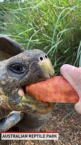 "Put your sound on to hear Hugo enjoy a delicious, crunchy snack!" - Australian Reptile Park | The National Desk - TND