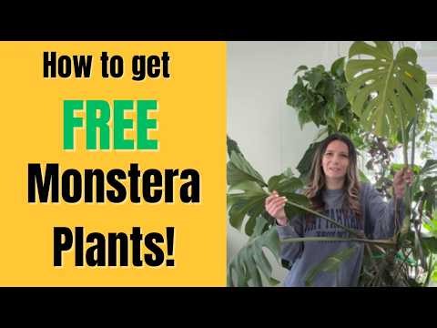 How to Propagate a Monstera Plant | Easy Monstera Cutting Guide