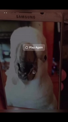 18K views · 311 reactions | Oldie but goodie. #ofcourse #freakingout #florida #subtitles #talkingparrot #viralreelsシ #busterthecockatoo | Buster the cockatoo | Facebook