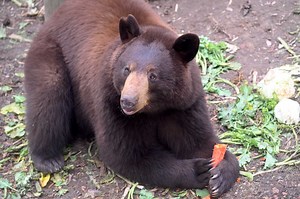 6.2K views · 22 reactions | Adirondack Wildlife Refuge is a nonprofit education center dedicated to wildlife rescue, rehabilitation and release. Meet its residents. https://trib.al/4JwGu6R | NYup.com | Facebook