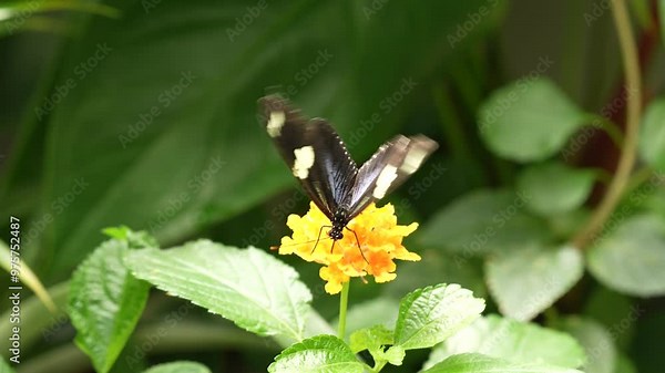 Heliconius doris, Doris longwing, butterfly from Costa Rica in Central America. Heliconius, beautiful insect sitting on the green leave in the nature. Butterfly, wildlife nature.