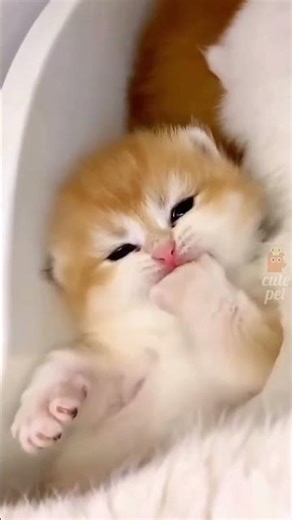 Proof that Cats are actually Aliens 👽🐈FunnyCats #CatMemes #SideEyeCat