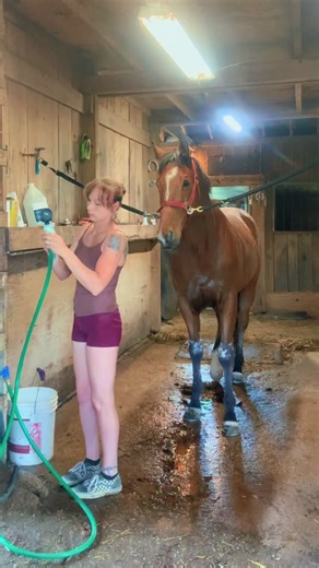 Post workout bath for Celtic Mischeif, aka Mighty Mouse. 🫶🏻🩵🐴 #BarnLife #HorseTok #Thoroughbreds #ExerciseRider #IntoMischief