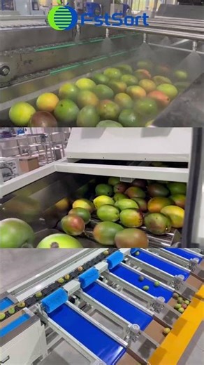 Fruit cleaning grading machine mango sorter dragon fruit grader electronic fruit processing machines