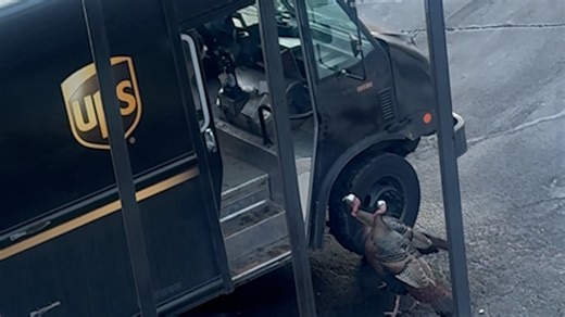 Wild turkeys chase UPS driver in Connecticut