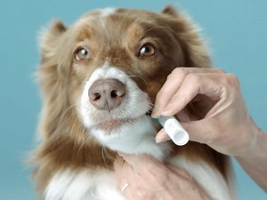 How Do Dog DNA Tests Work?
