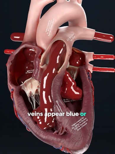 Why Your Veins Appear Blue Explained