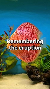 4 odd years ago I found out quite quickly how weird and fragile a discus fish could be. Still on the fence as to whether I should continue with them. But when you watch them they are quite special. Just a bit of a challenge. The Albino Eruption really is one of the nicest. Just not particularly robust. #aquarium #discus | Discus Switch